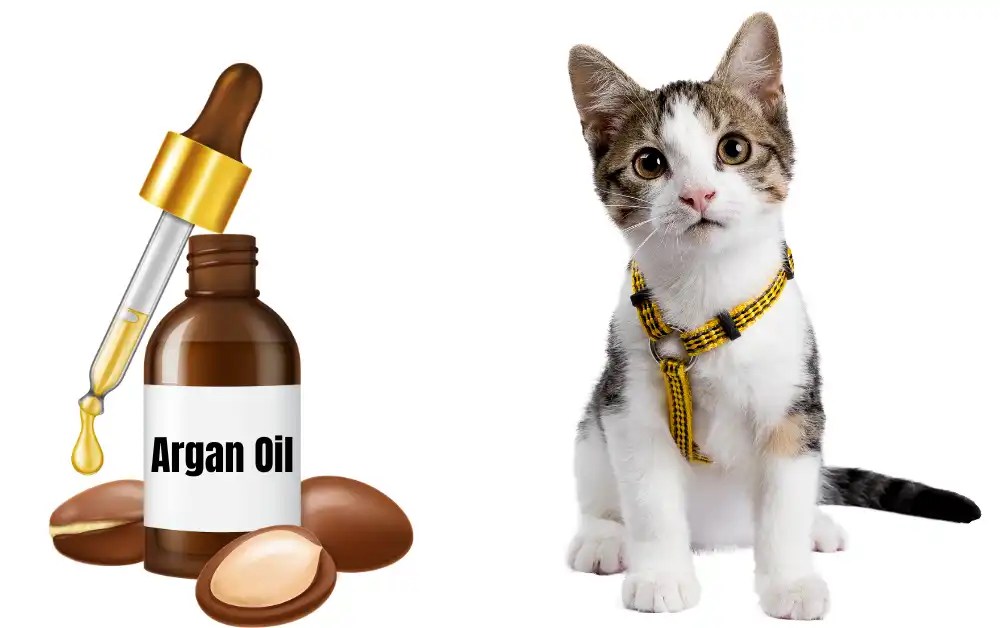 Is Argan Oil Toxic To Cats? [9 Side Effects Explained]