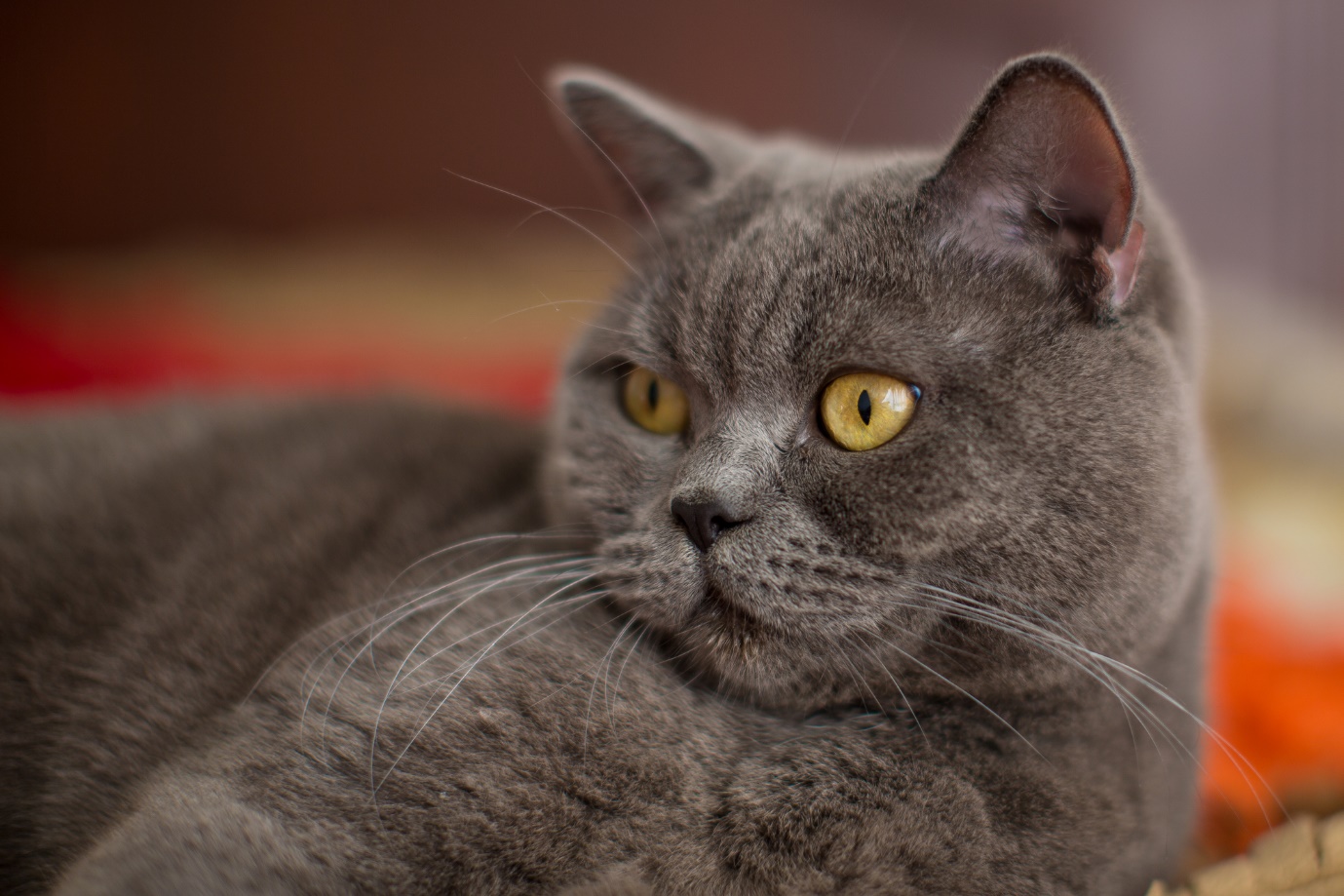 British Shorthair Breeders Virginia Kittens & Cats for Sale