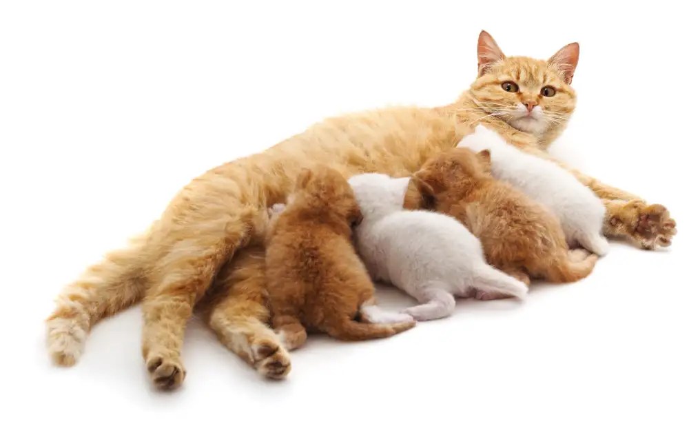 How Many Nipples do Cats Have? Normal & Abnormal Explained