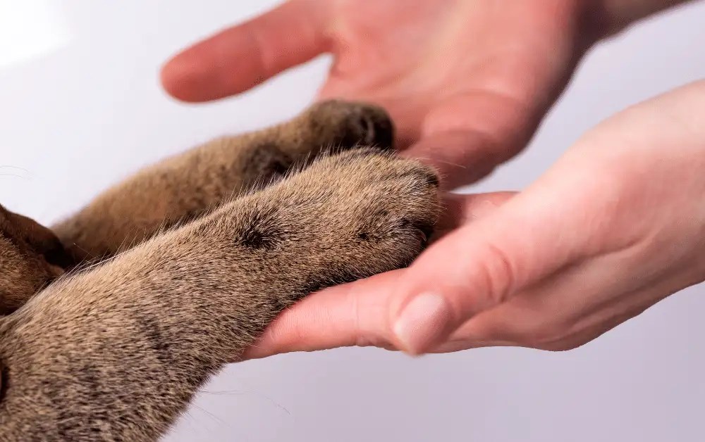 8 Reasons Why Do Cats Not Like Their Paws Touched?