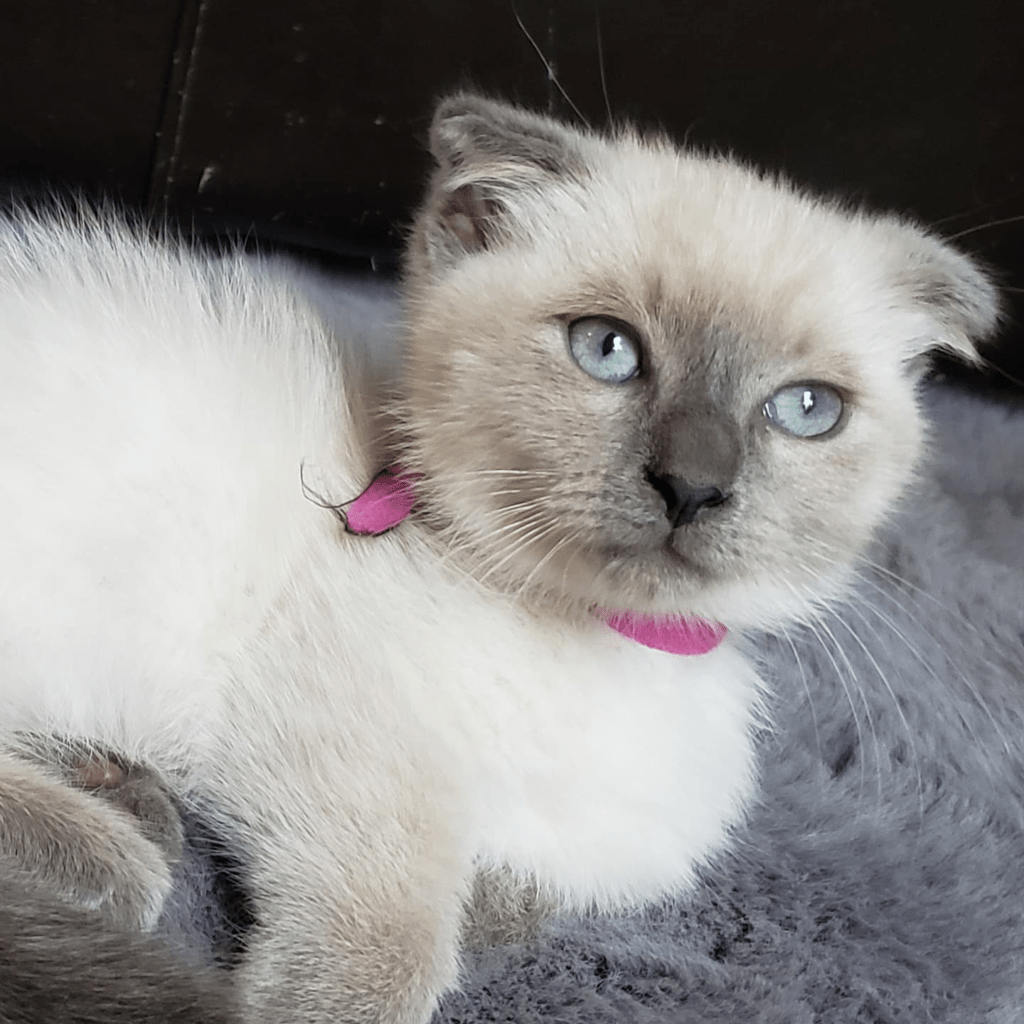 Munchkin Cat Breeders Alberta Kittens & Cats for Sale