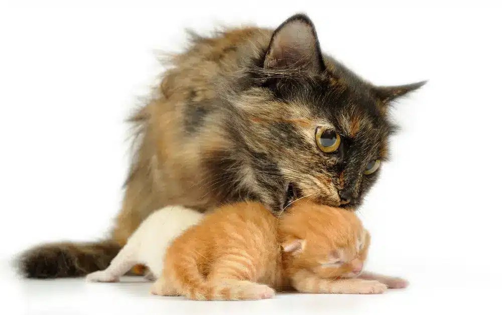 Why Do Mother Cats Attack Their Older Kittens? Experts Findings