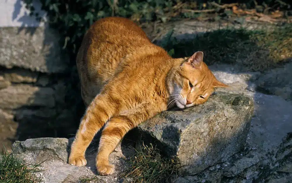 Why Do Cats Rub Their Faces On Corners? 9 Reasons Explained