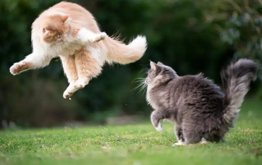 Why Do Cats' Tails Puff Up When Happy? [Ultimate Guide]