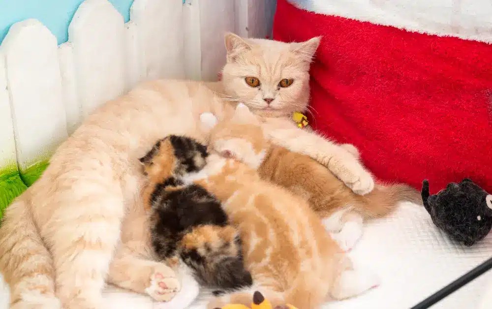 Why Do Mother Cats Attack Their Older Kittens? Experts Findings