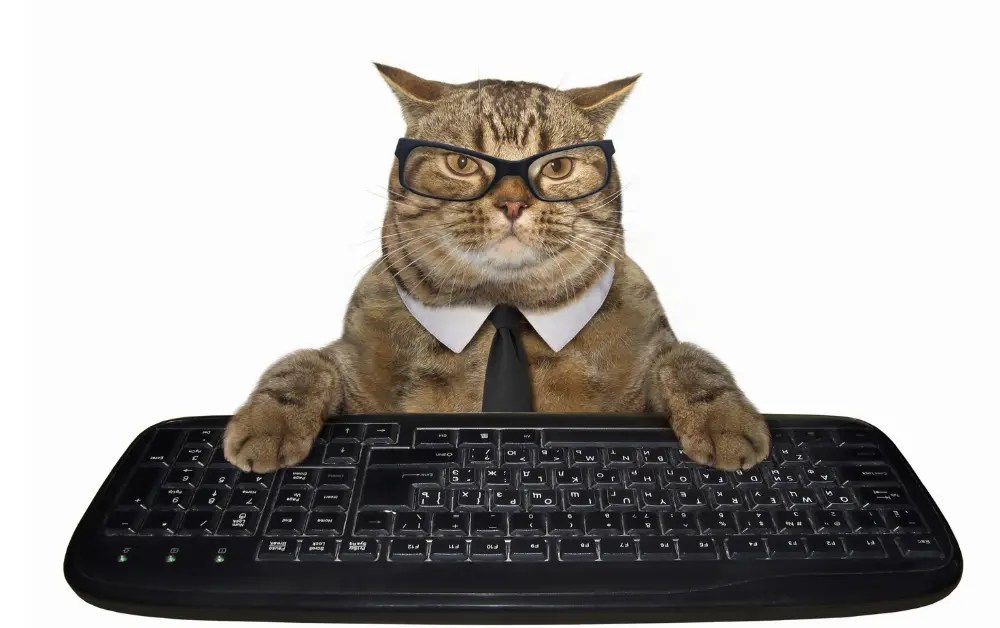 Why Do Cats Rub Their Faces On Corners? 9 Reasons Explained