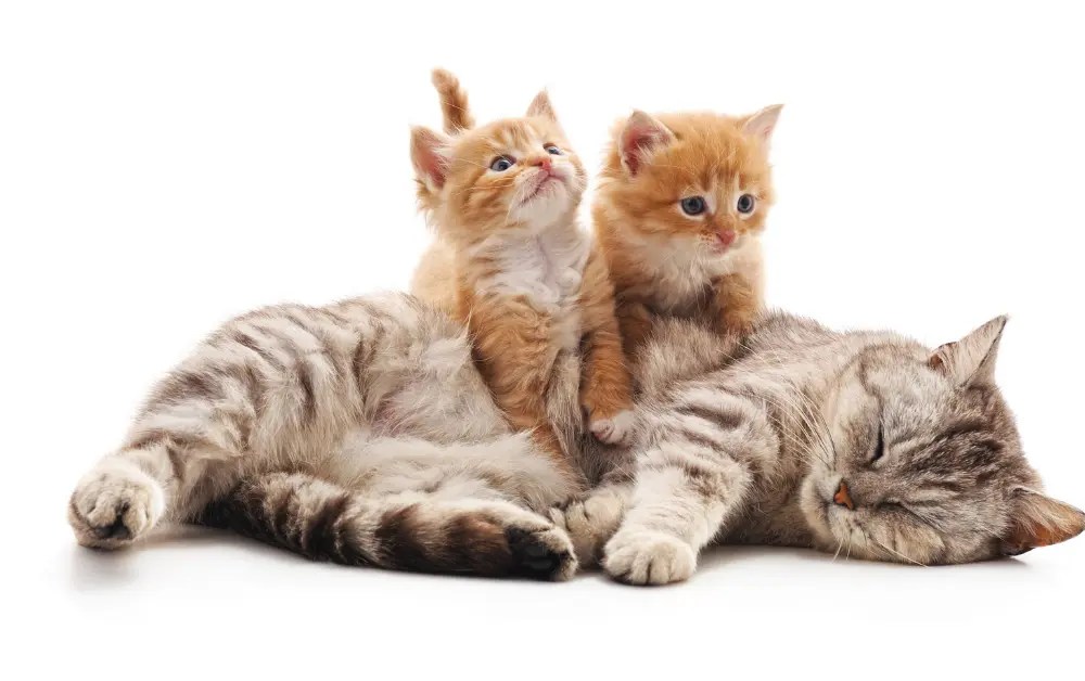 Why Do Mother Cats Attack Their Older Kittens? Experts Findings