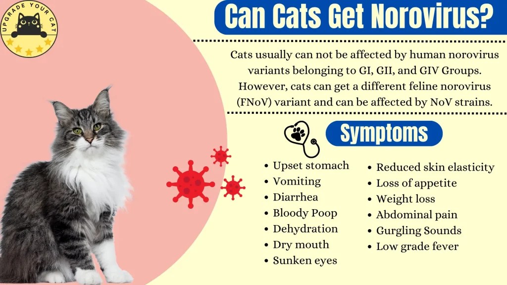 Can Cats Get Norovirus? Everything You Need To Know