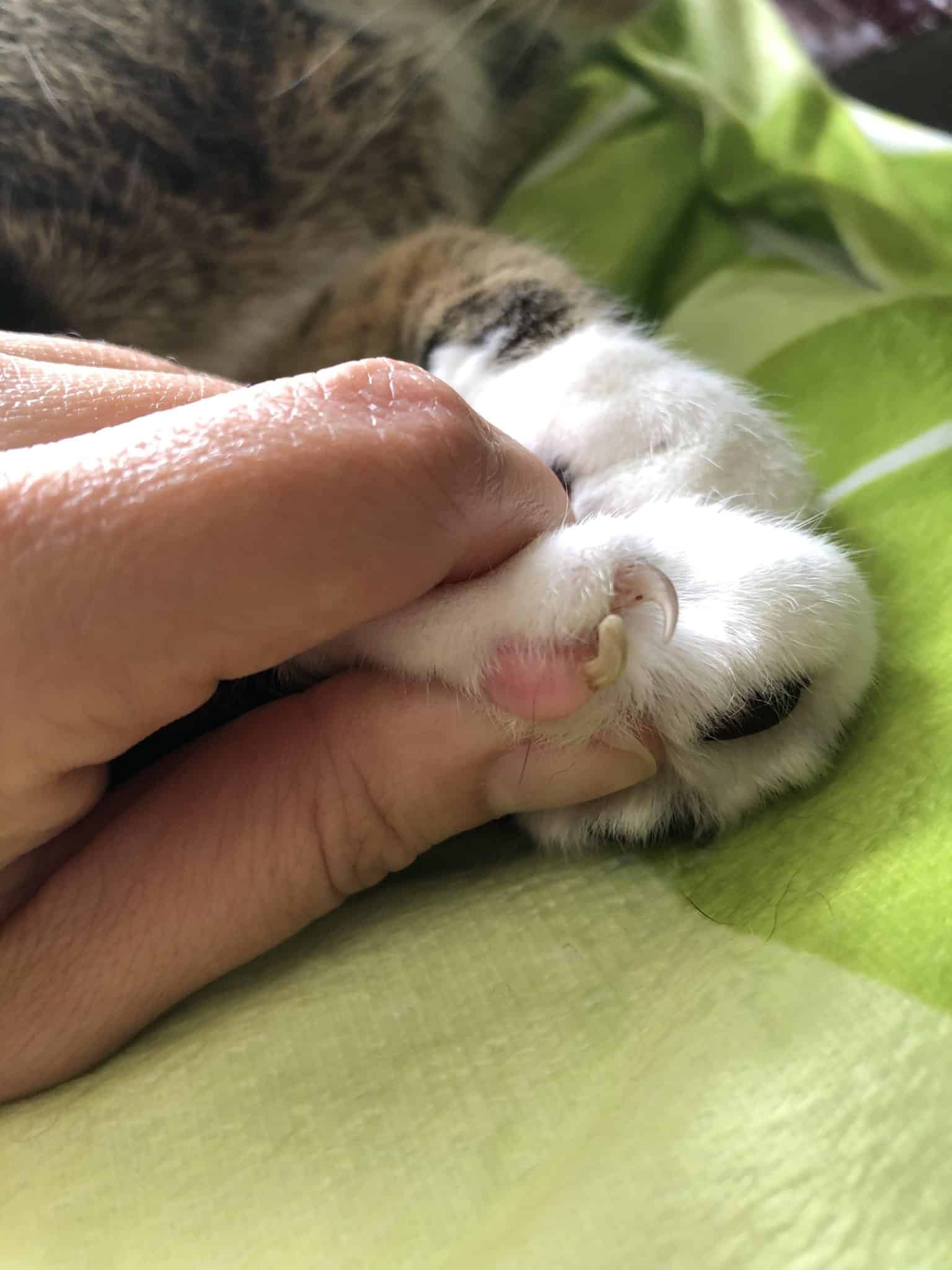 Horned Paws on Cats What to Do About Cutaneous Claws