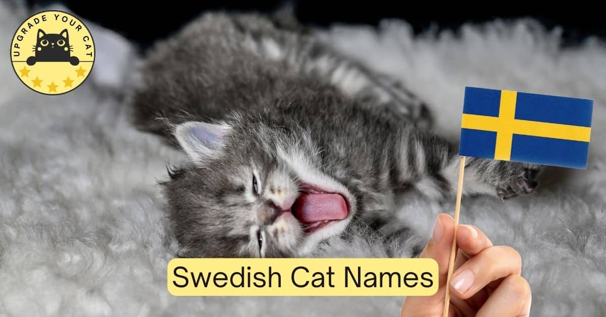 75 Swedish Cat Names [Male and Female]