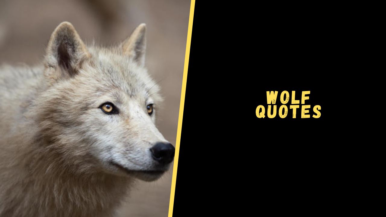 Top 20 Badass Quotes About Wolf To Motivate Your Inner Beast