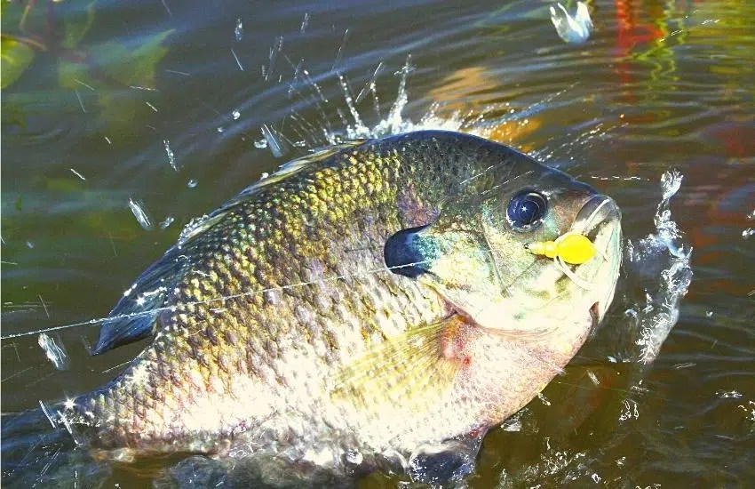 When Does Bluegill Spawn and How to Tell? (Explained)