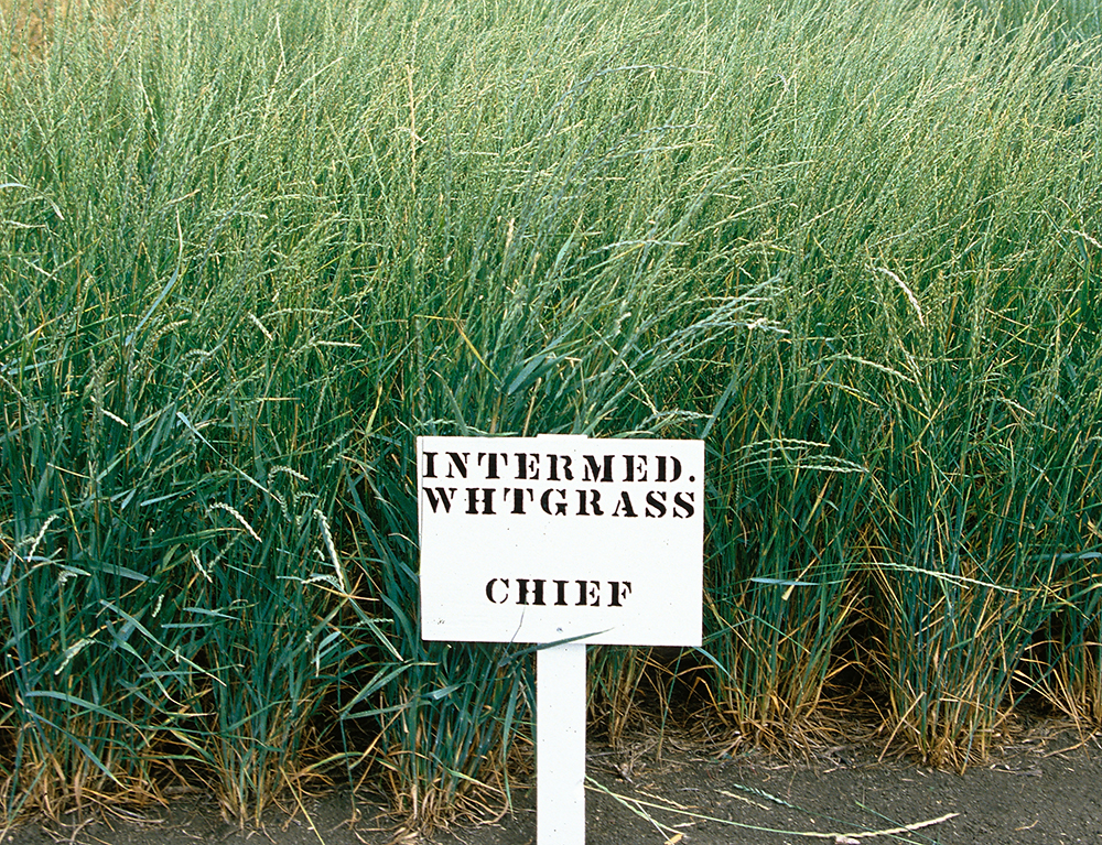 Intermediate Wheatgrass Forage UPick
