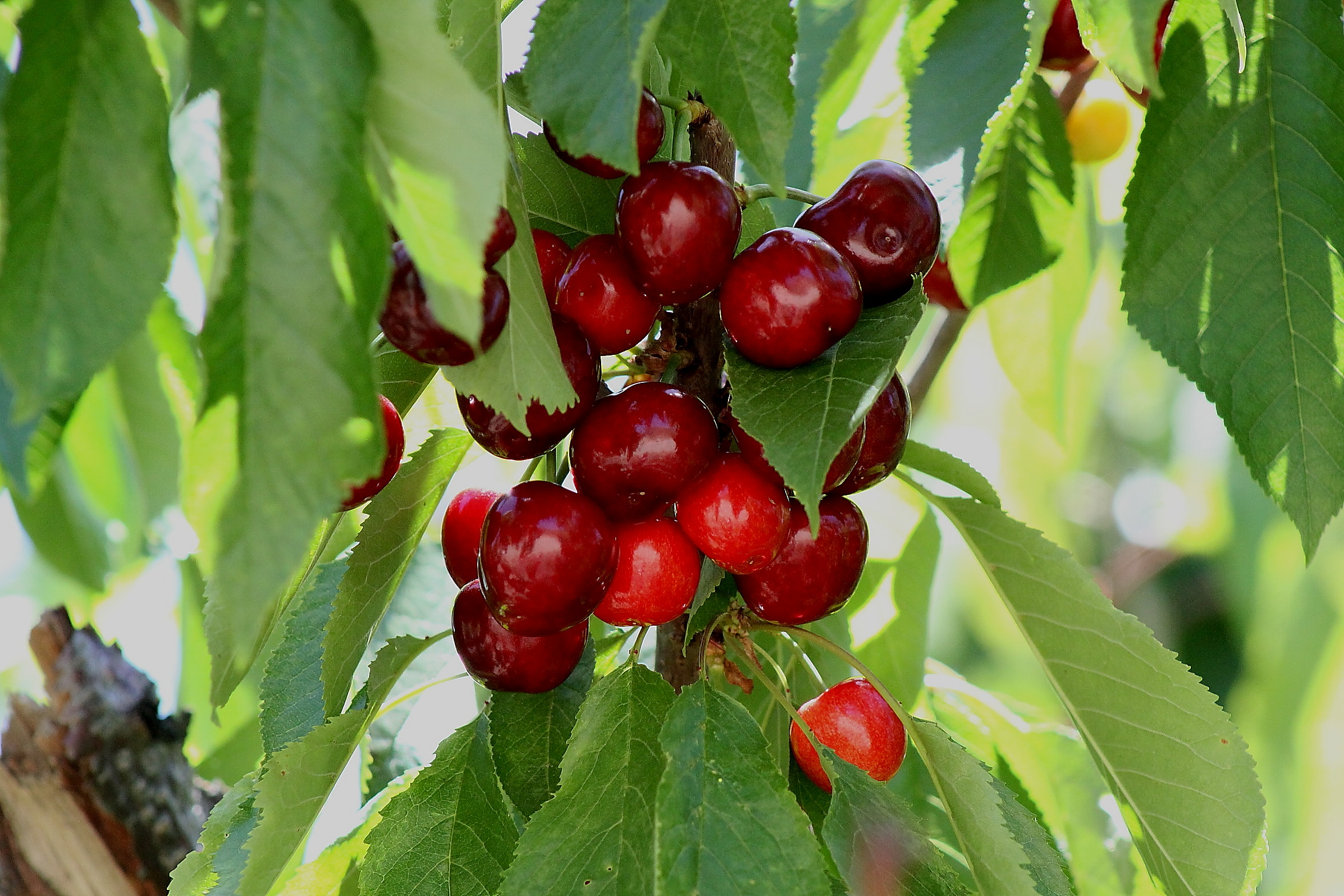 to Villa del Sol Sweet Cherry Farms of Leona Valley U pick