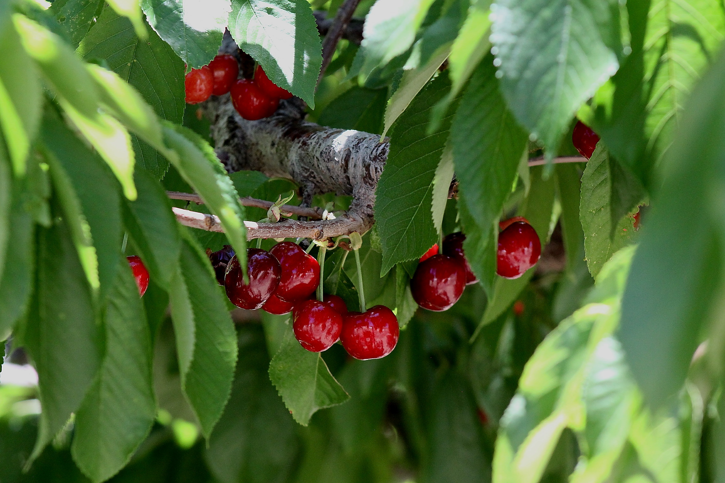 to Villa del Sol Sweet Cherry Farms of Leona Valley U pick