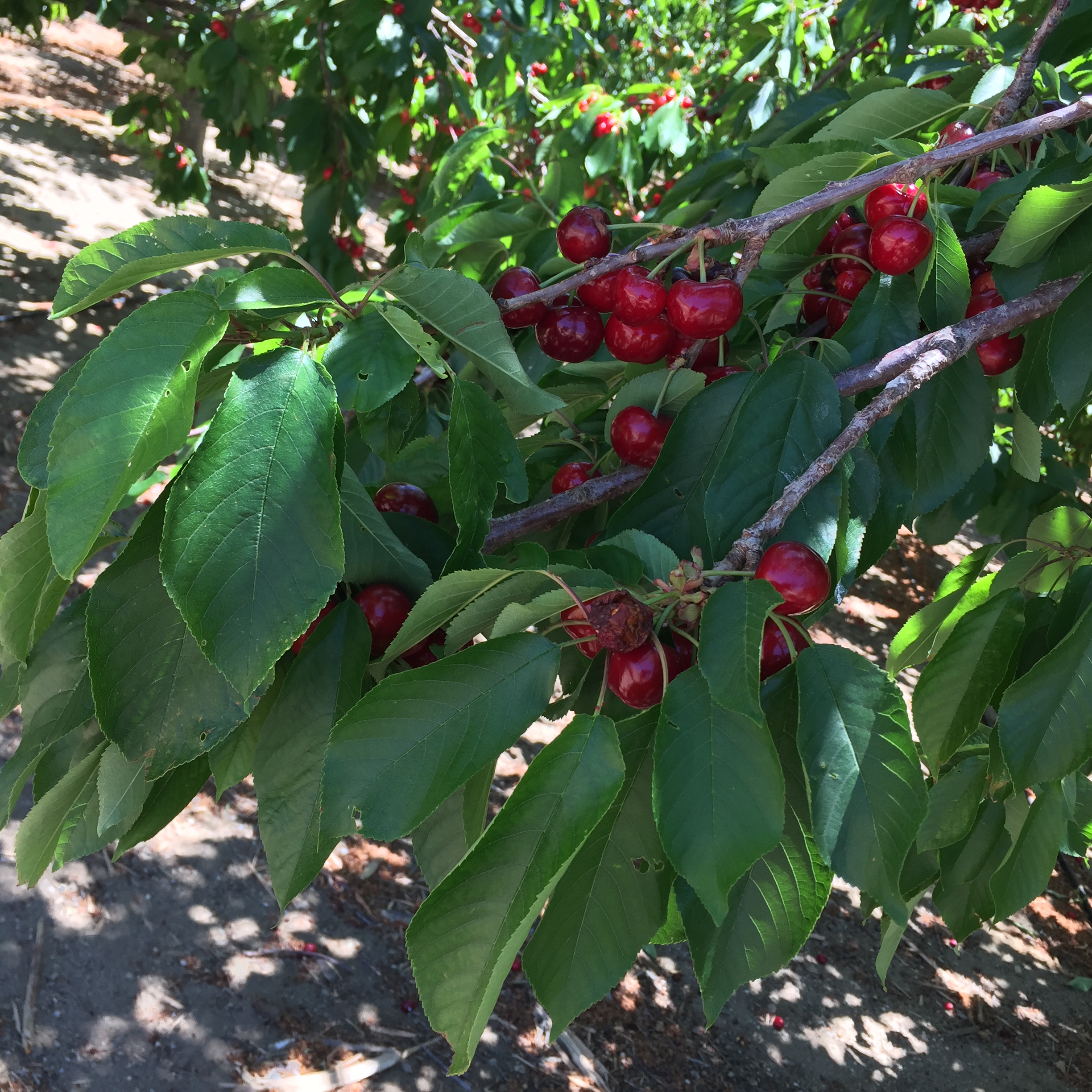 to Villa del Sol Sweet Cherry Farms of Leona Valley U pick