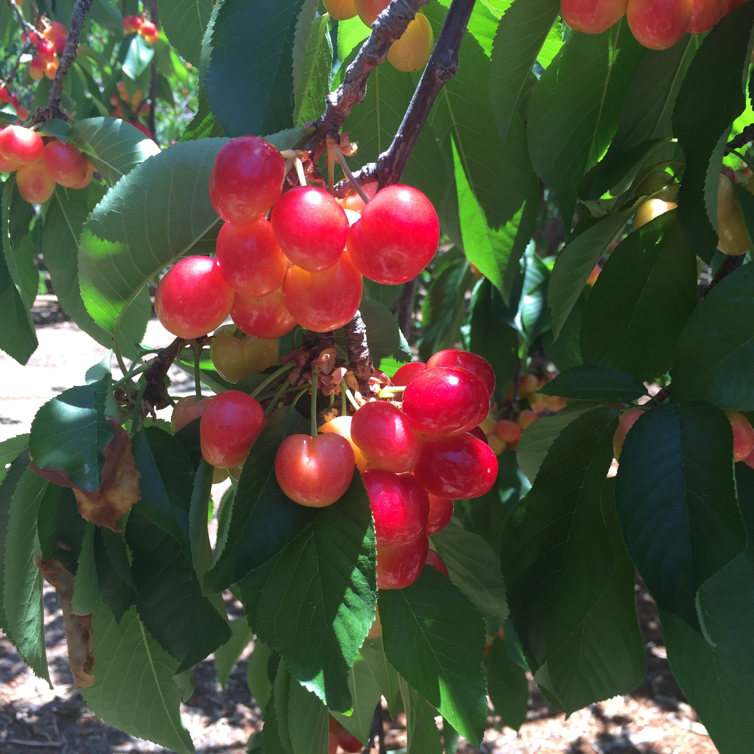 to Villa del Sol Sweet Cherry Farms of Leona Valley U pick