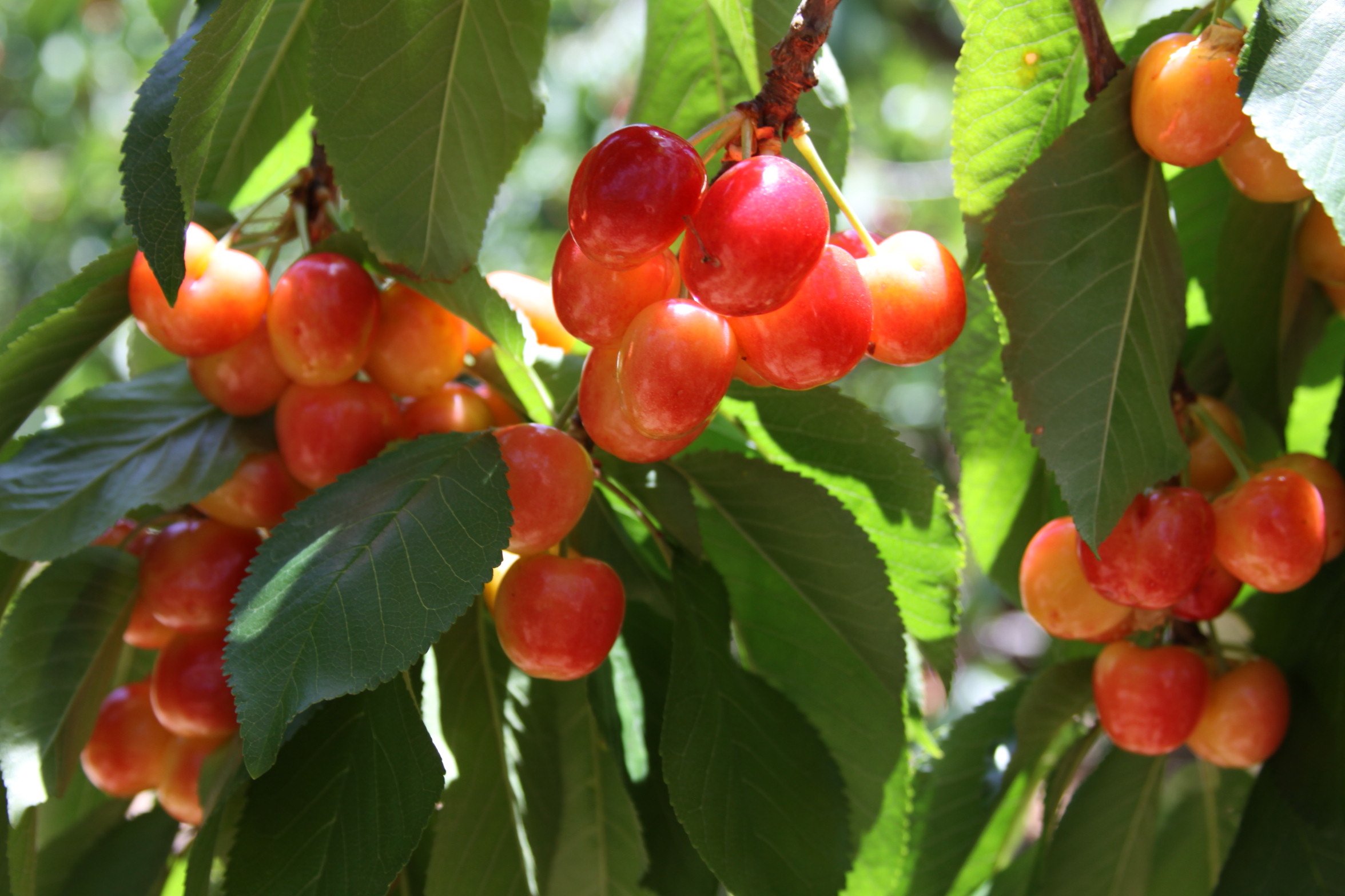 to Villa del Sol Sweet Cherry Farms of Leona Valley U pick