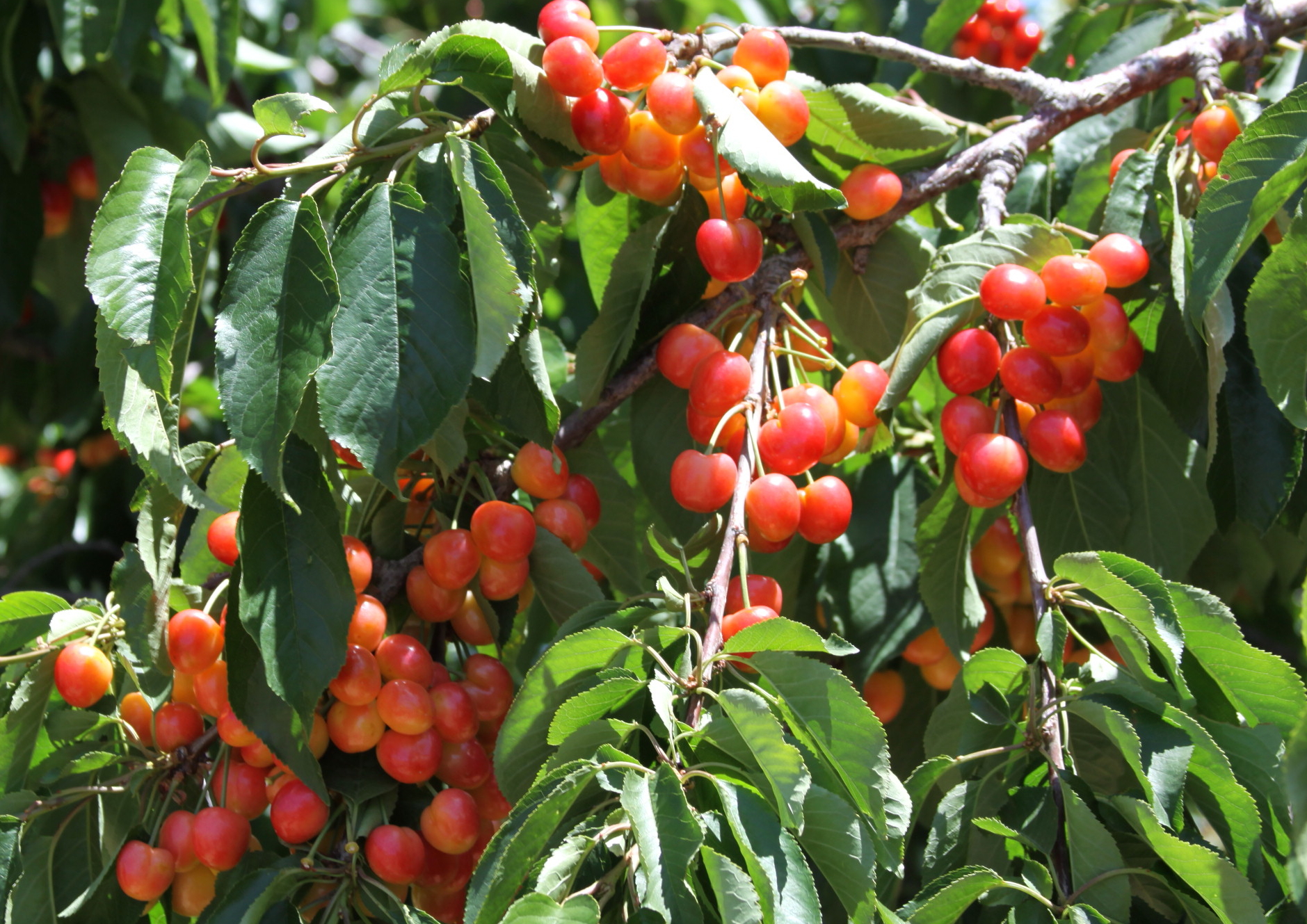 to Villa del Sol Sweet Cherry Farms of Leona Valley U pick