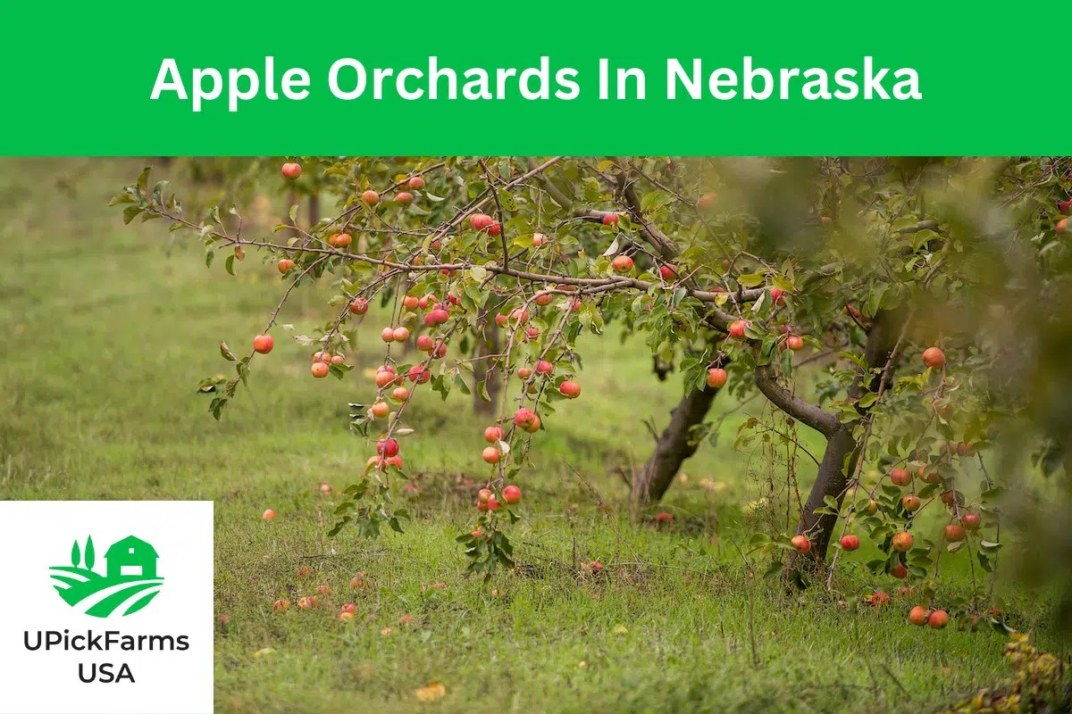 Find A UPick Farm Near You Pick Your Own Farm Produce