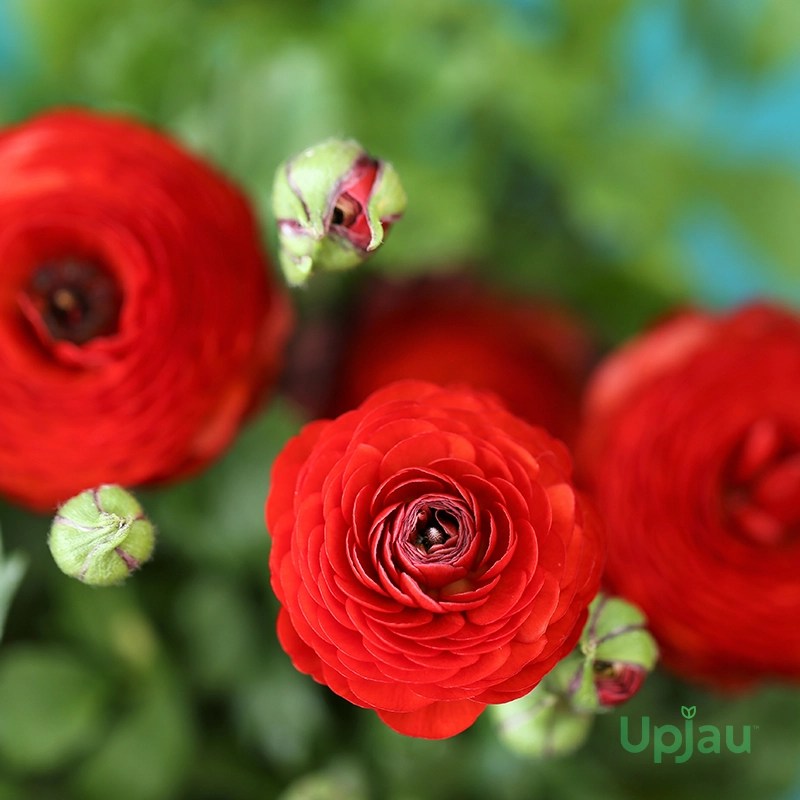 Buy Ranunculus Bulbs Online India At Upjau Shop Now
