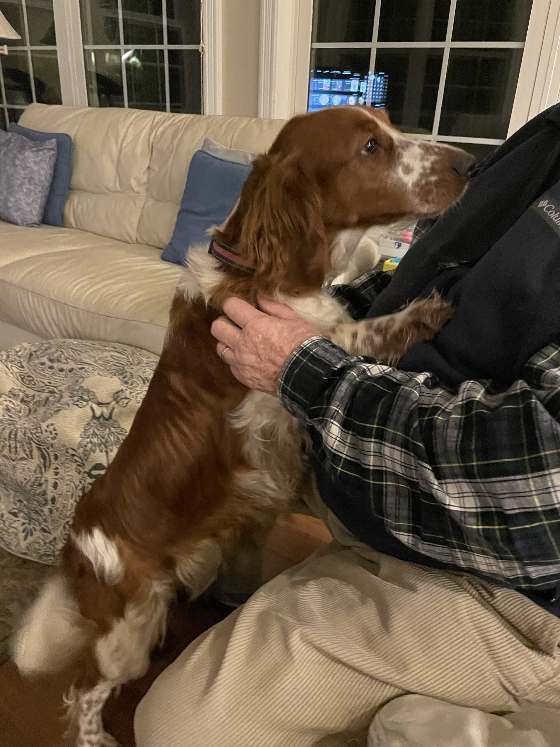 Gallery Upland Creek Welsh Springer Spaniels