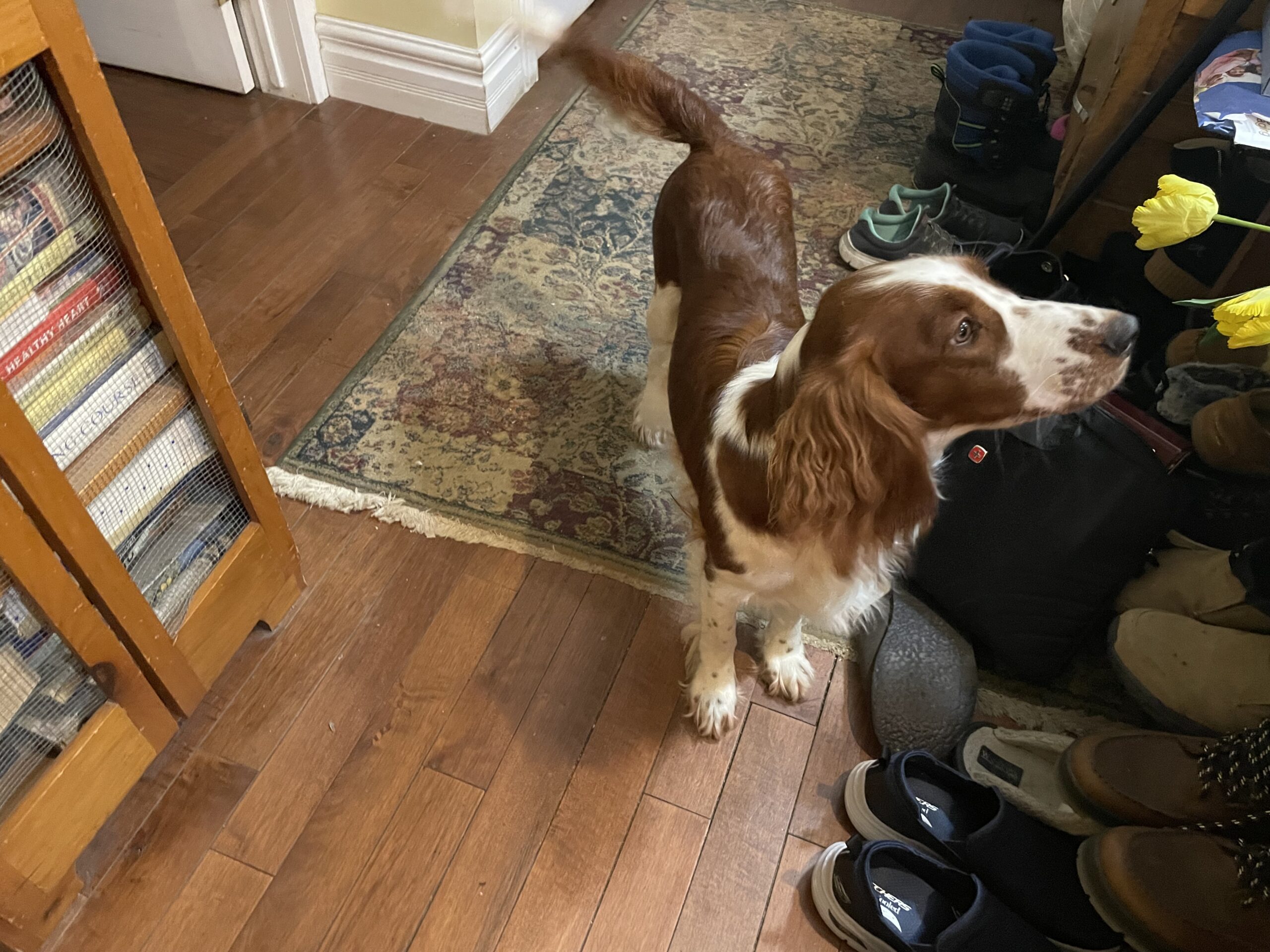 Gallery Upland Creek Welsh Springer Spaniels