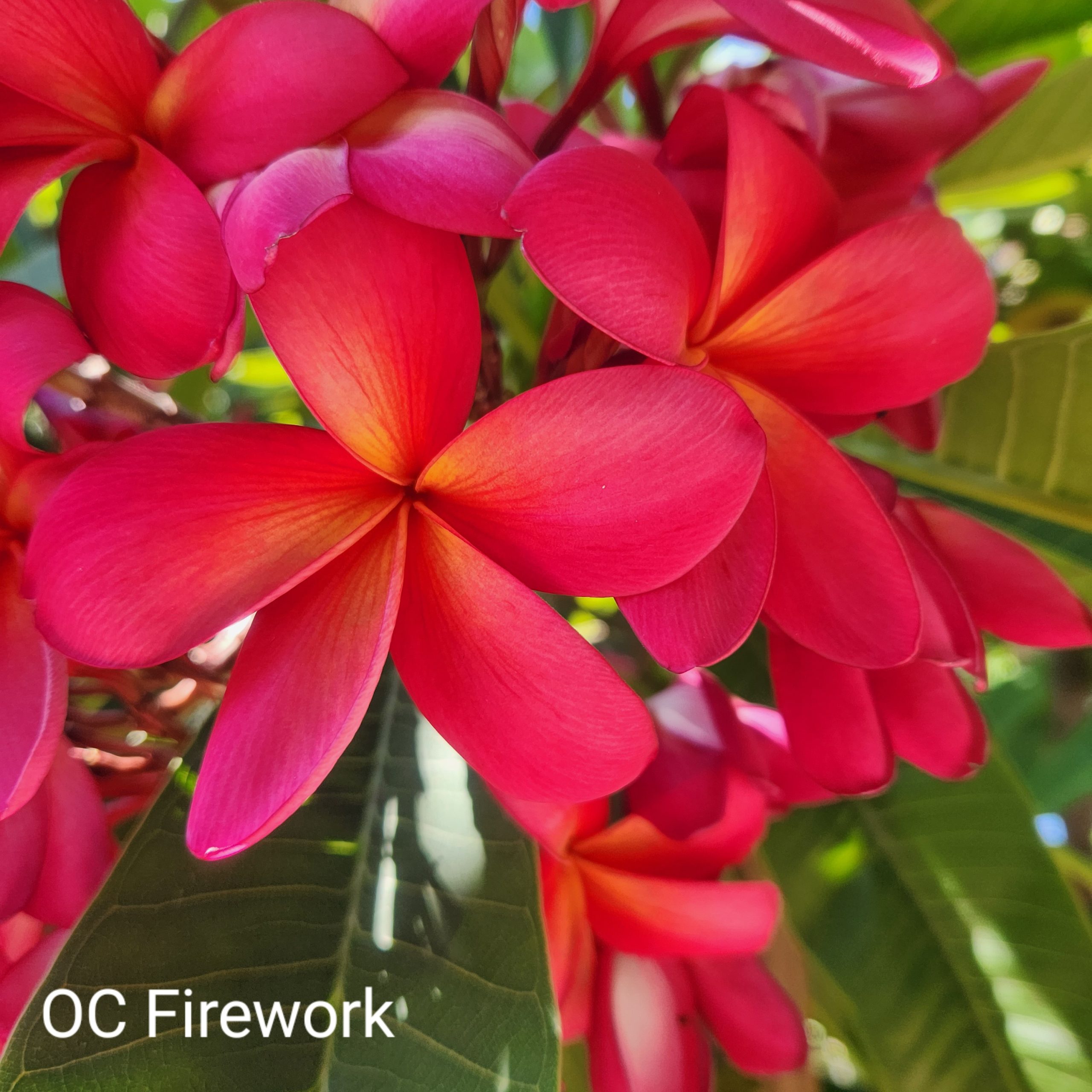 Plumeria Cutting Amazing Pink Upland Nursery