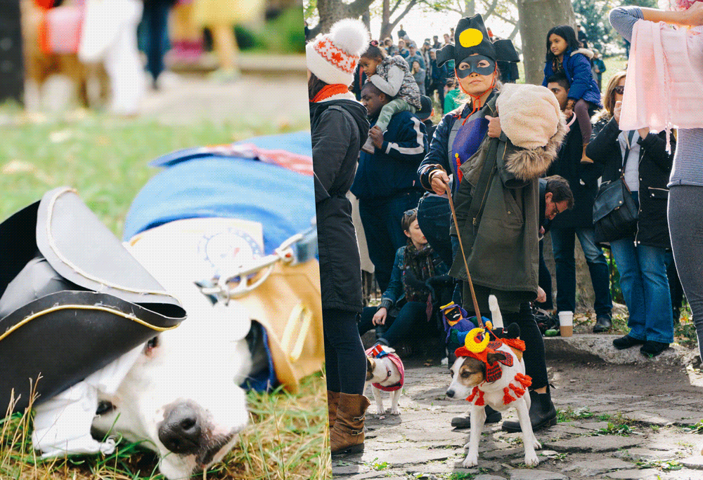 These Dogs Have Better Halloween Costumes Than You VICE