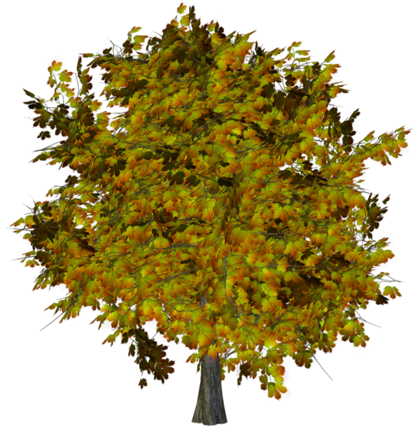 سكرابز ورود ،احجار ، اشجار ، صور متنوعه للتصميم ، صور ورود