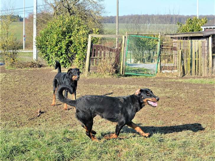Chiots Beaucerons issus de lignées de grands champions à vendre