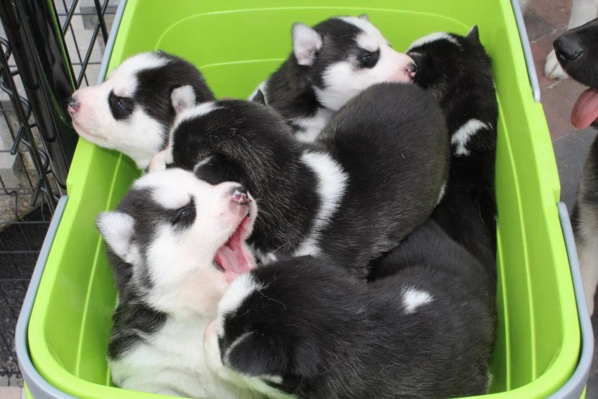 6 chiots Husky Sibérien à vendre (2 Femelles & 4 Mâles