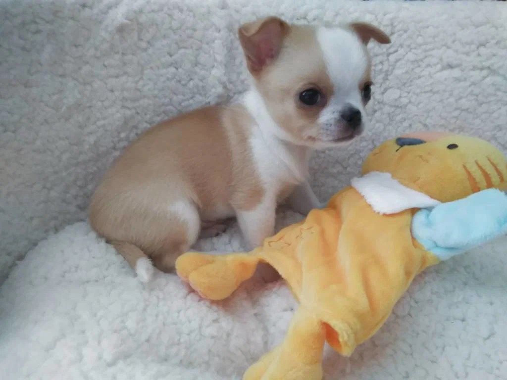 Chihuahua poil court à vendre Petite Annonce chien