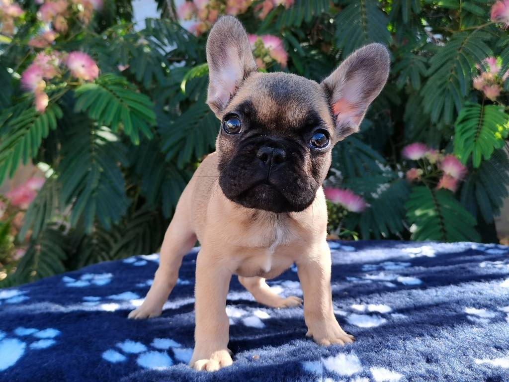 Sublime chiot Bouledogue Français fauve 2 mois LOF à