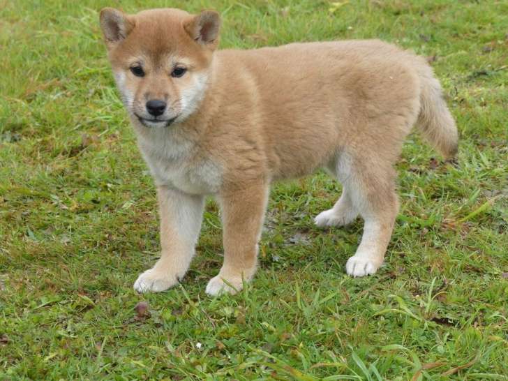 2 chiots Shiba Inu à vendre, 1 mâle et 1 femelle, LOF Petite Annonce
