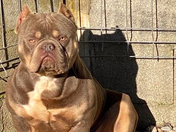 Chien American Bully tricolore lilac, âgé d’un an et demi, pour saillie