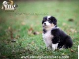 8 chiots Bergers Australiens LOF nés en novembre 2021 à