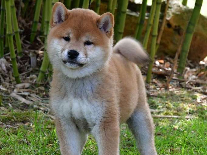 À vendre, chiots Shiba Inu roux (LOF) Petite Annonce chien