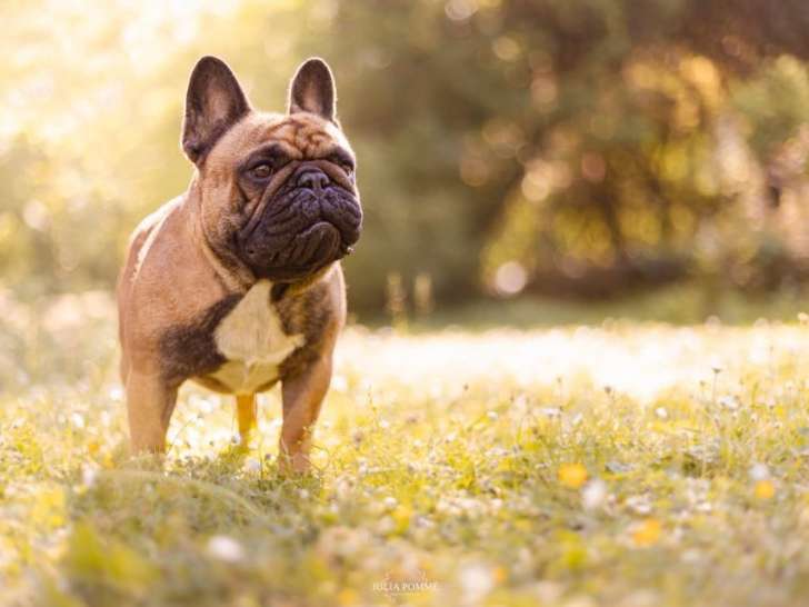 Étalon Bouledogue Français fauve rouge pour saillie Petite Annonce chien
