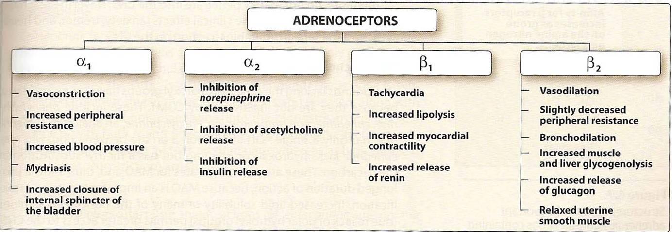 Sympathomimetics Pharmacology Medbullets Step 1