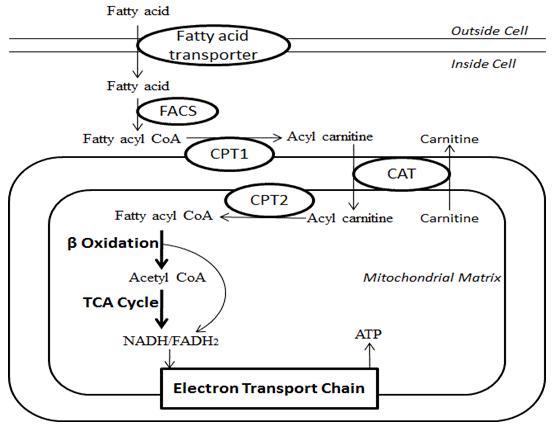 Fatty Acid Synthesis Citrate
