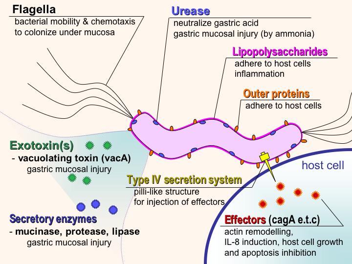Bacterial Structures Microbiology Medbullets Step 1