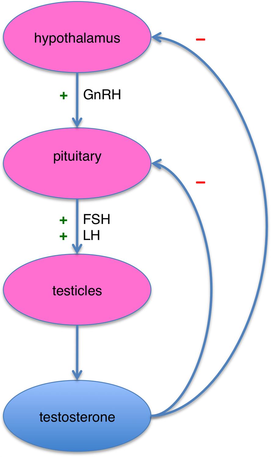 Testosterone Reproductive Medbullets Step 1