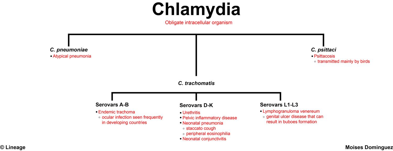 Chlamydia (Pregnancy) Obstetrics Medbullets Step 2/3