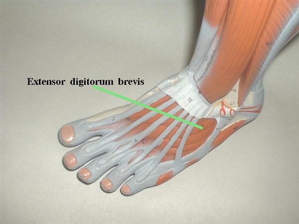 Extensor Digitorum Brevis - Anatomy - Medbullets Step 1