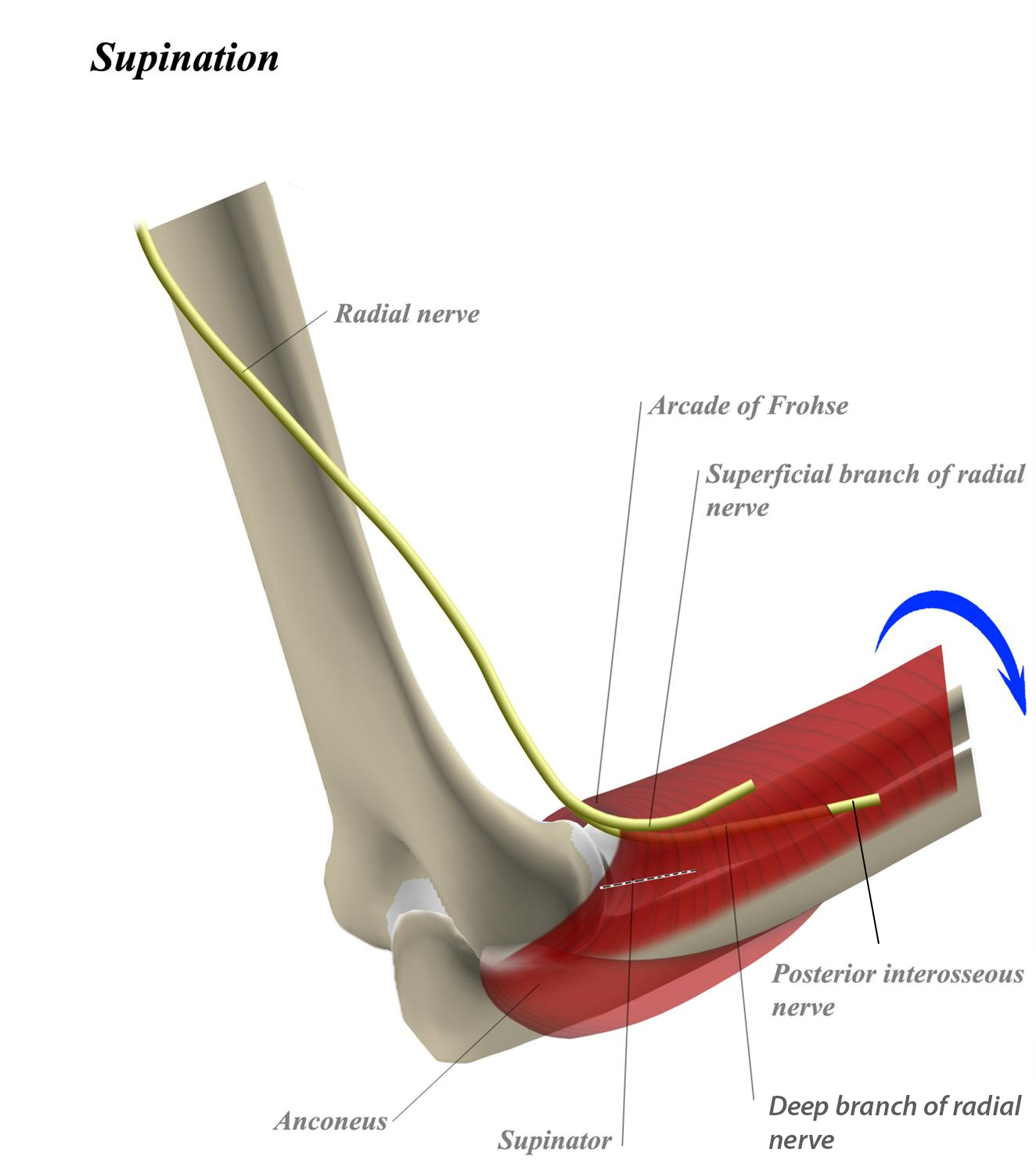 Posterior Interosseous Nerve Anatomy Orthobullets