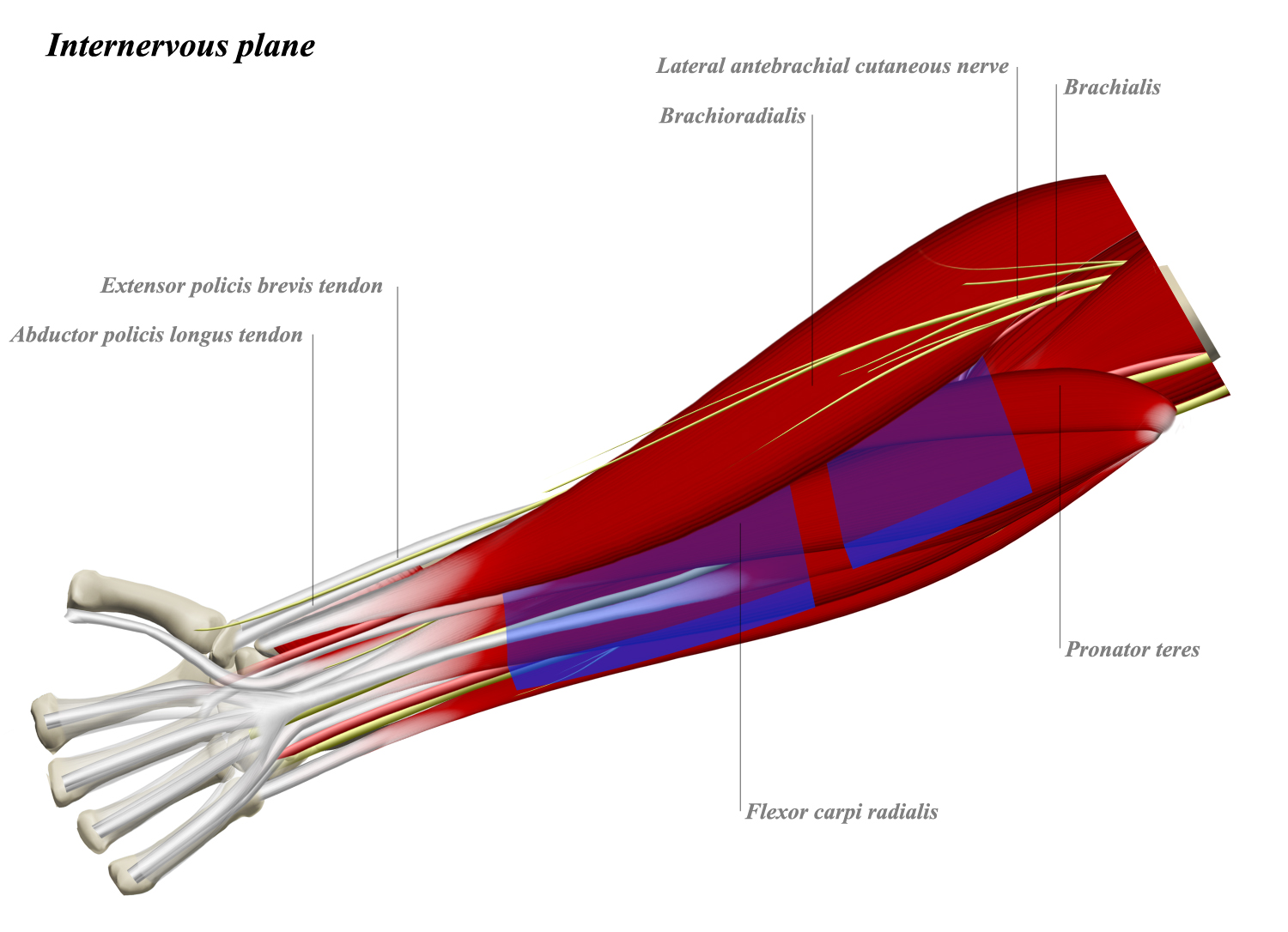 Volar Approach to Radius (Henry) Approaches Orthobullets