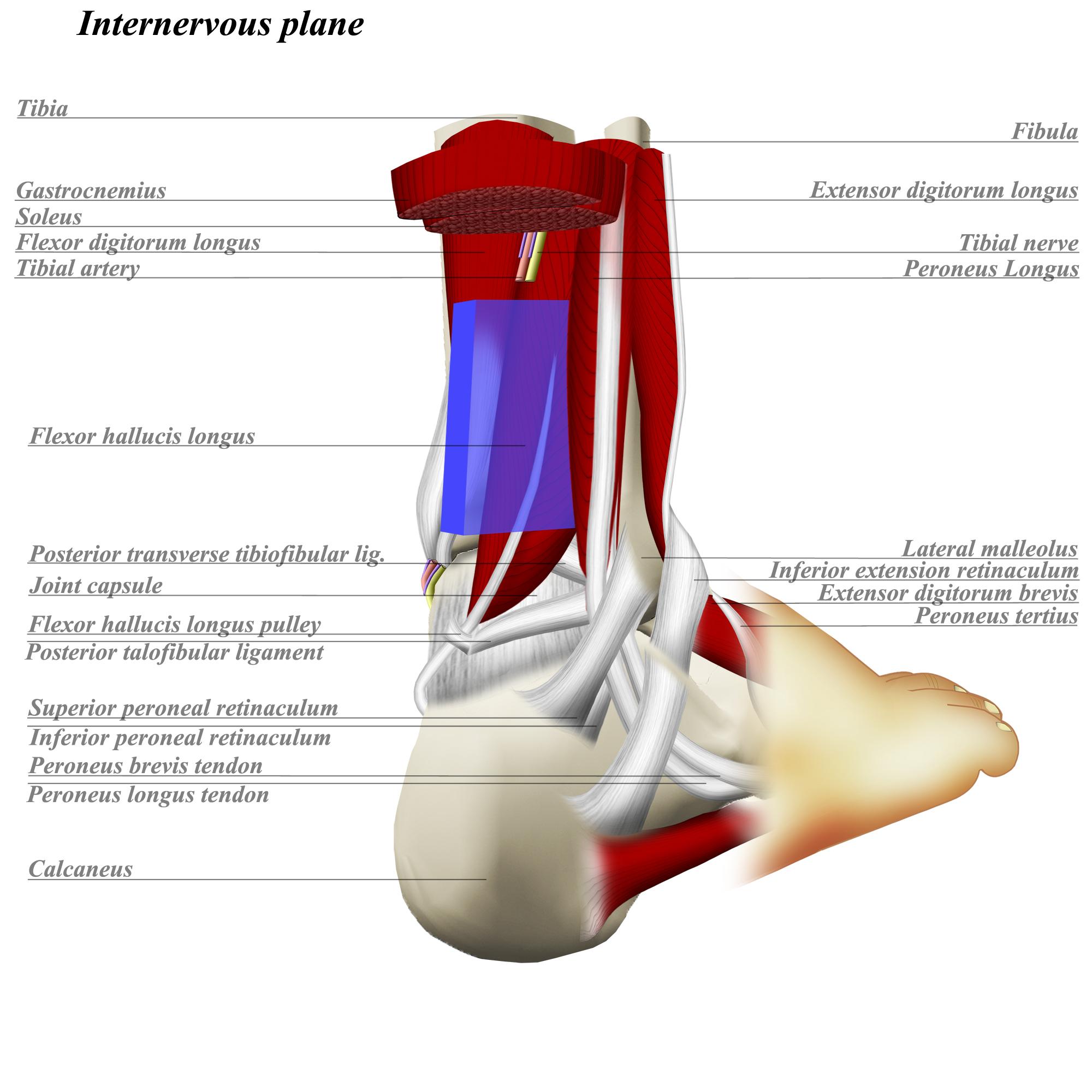Ankle Posterolateral Approach Approaches Orthobullets