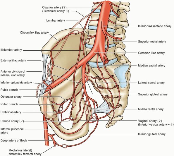 Pelvis Anatomy Recon Orthobullets