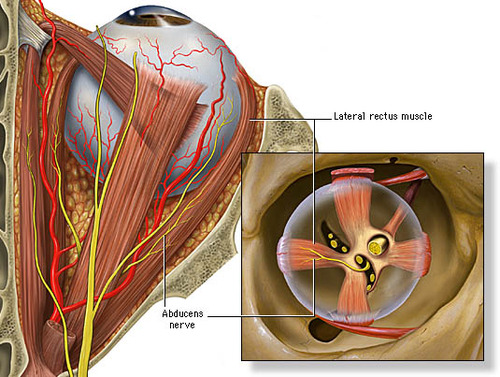 Halo Orthosis Immobilization Spine Orthobullets